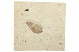 Fossil Leaf (Zelkova) - France #254228-1